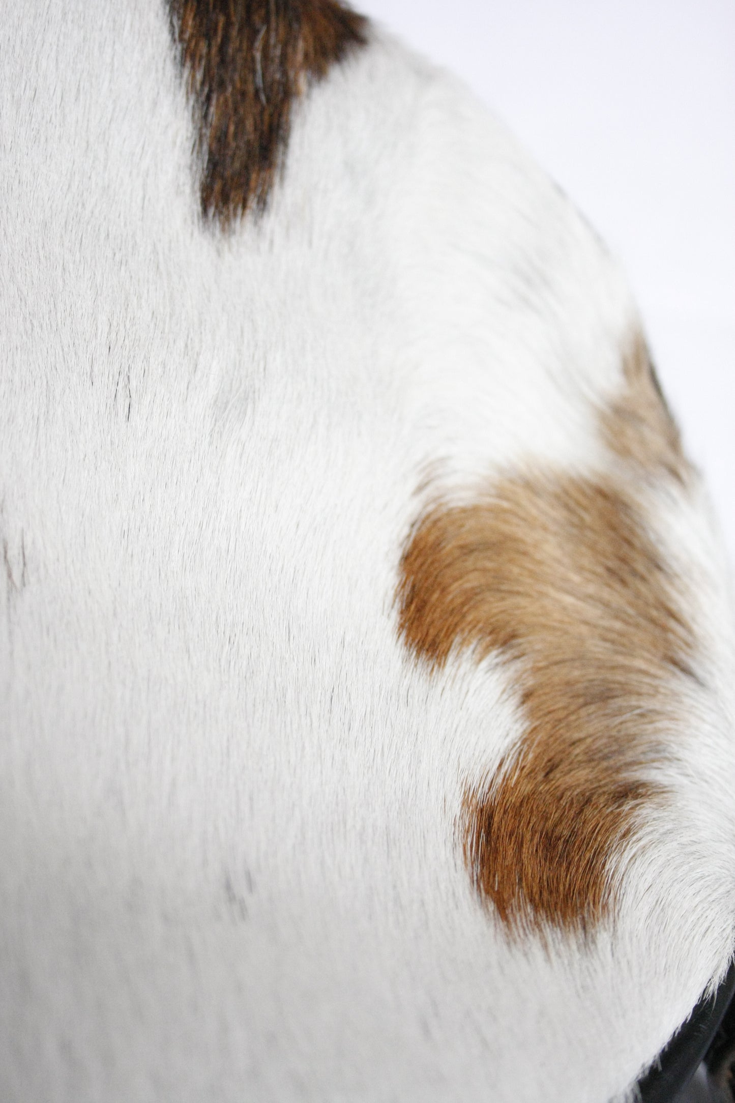 Tasche Cowgirl round